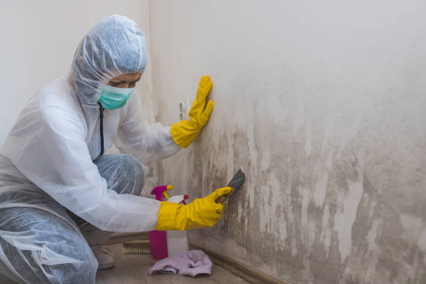 Best Black Mold Remediation in Dayton, OH