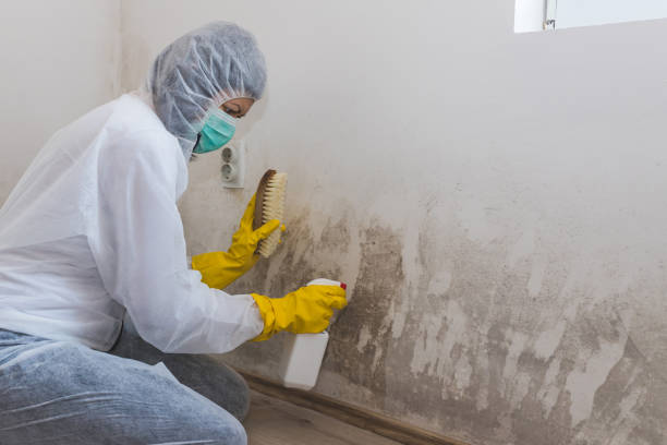 Best Post-Flood Mold Remediation in Dayton, OH