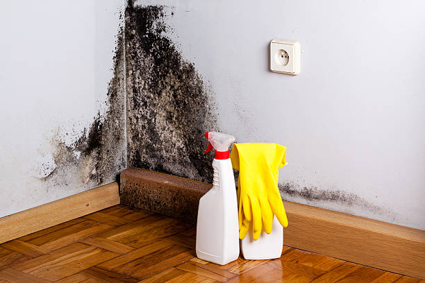 Best Residential Mold Remediation in Dayton, OH