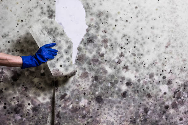 Best Mold Testing and Inspection Services in Dayton, OH